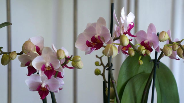 0419-en-orchidlovers-hartman.jpg 