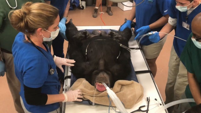 chimpanzee-exam.jpg 