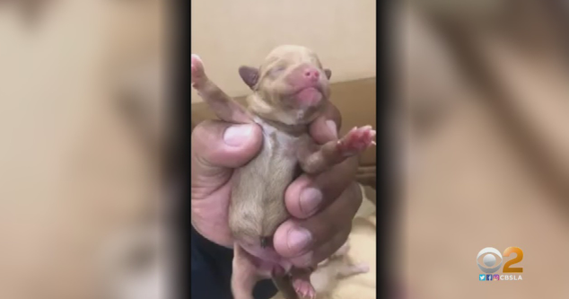 Officials Looking For Woman They Say Tossed Bag Of Puppies In Trash Bin ...