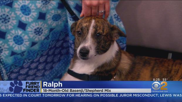 Furry Friend Finder Ralph 
