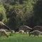 Nature: Baby geese