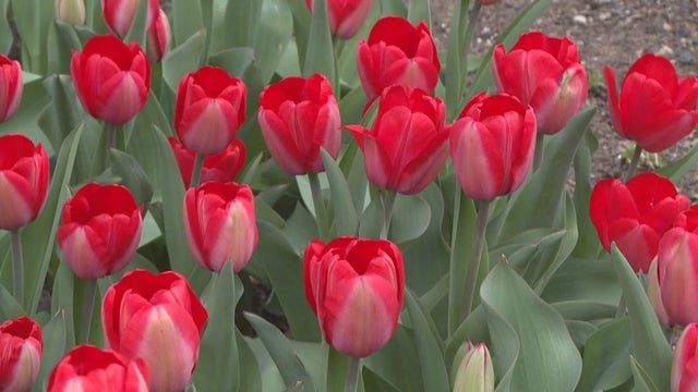 tulips-blooming-vo_frame_244.jpg 
