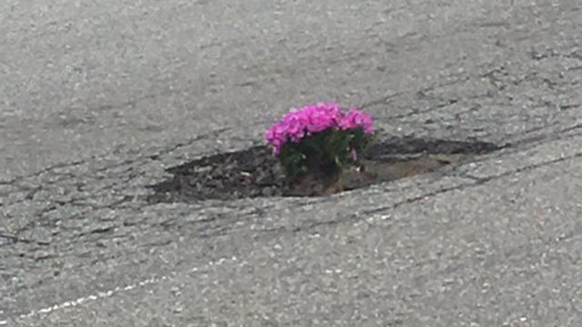 leominster-pothole-flowers-road.jpg 