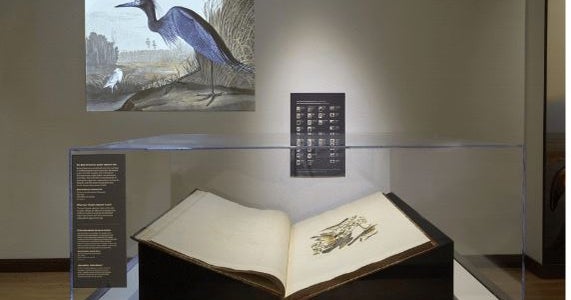 Exhibit At Chicago's Field Museum 