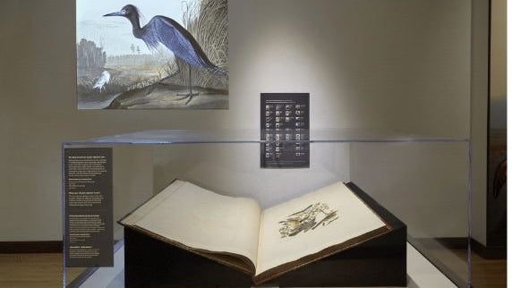 bird-book_field-museum.jpg 