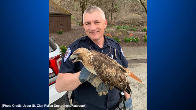 upper-st-clair-officer-majcher-injured-hawk.jpg 