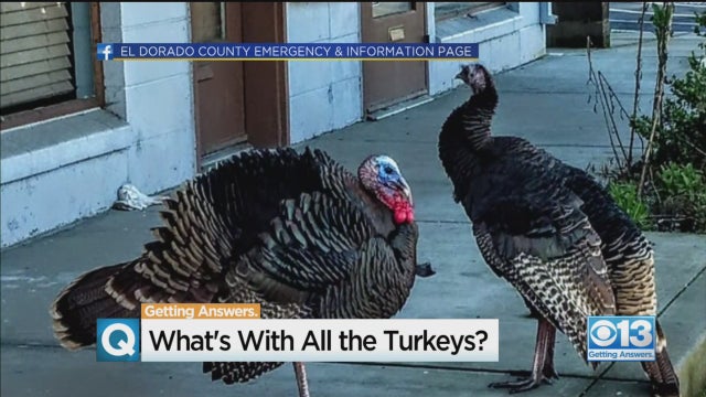 turkeys-placerville.jpg 