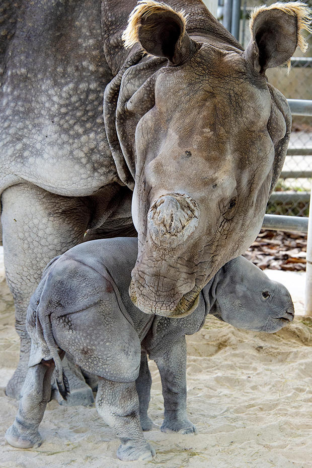 Rhino birth at Zoo Miami 