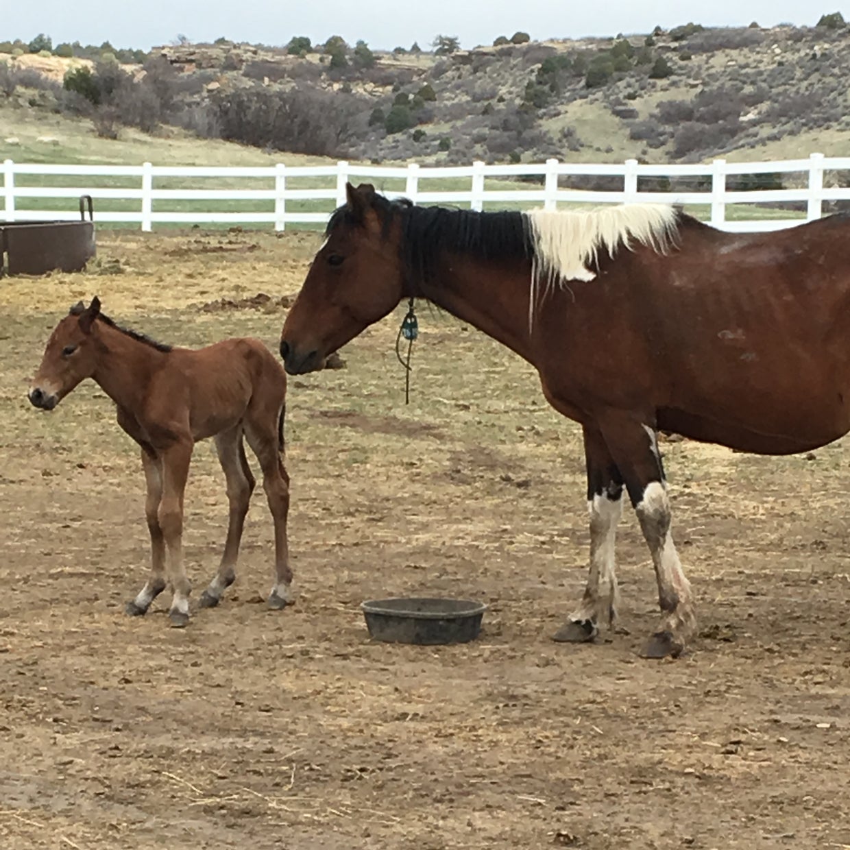It's A Boy! Malnourished Horse Rescued From Park County Has Healthy Foal CBS Colorado