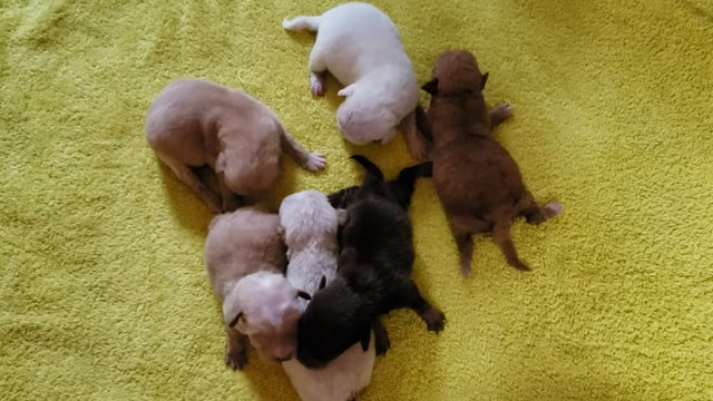 latest-dumped-puppies.jpg 