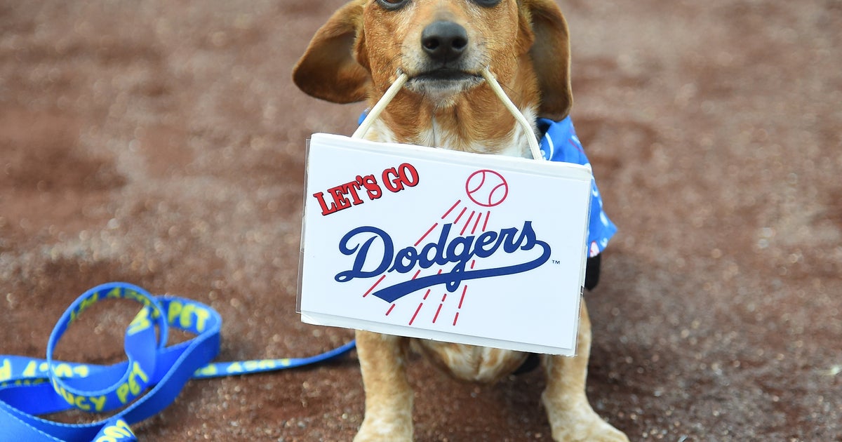 A dog wearing a Los Angeles Dodgers jersey is seen in a car at the