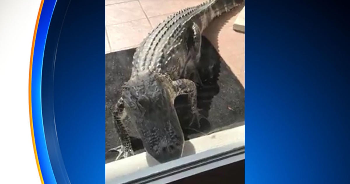 Aggressive Gator Bangs On Florida Woman's Glass Front Door - CBS Miami