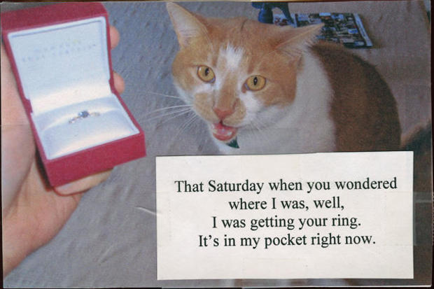 postsecrets-postcard-gallery-wedding-ring-cat.jpg 