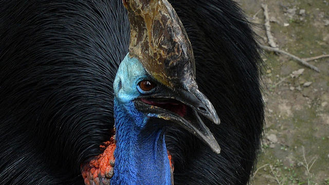 CHINA-ANIMAL-BEIJING ZOO 