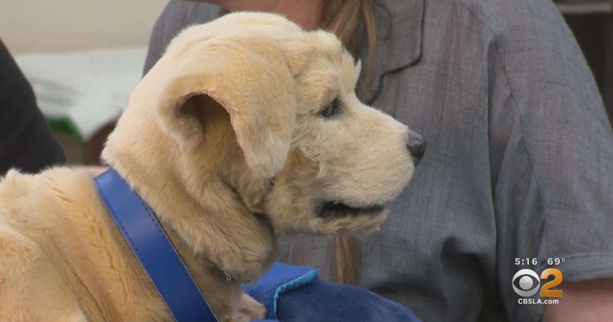 Canine Companions, Los Angeles Chargers Welcome Second Puppy - Canine  Companions