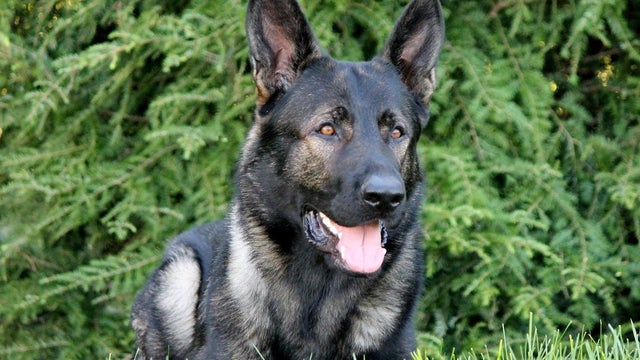 k9-dax.jpg 
