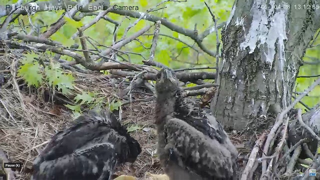 hays-bald-eagle.jpg 
