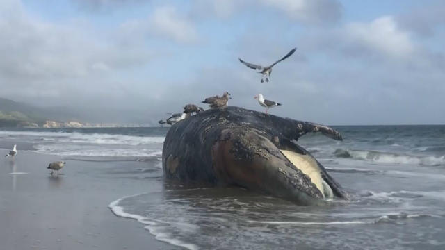 gray-whale-dead.jpg 