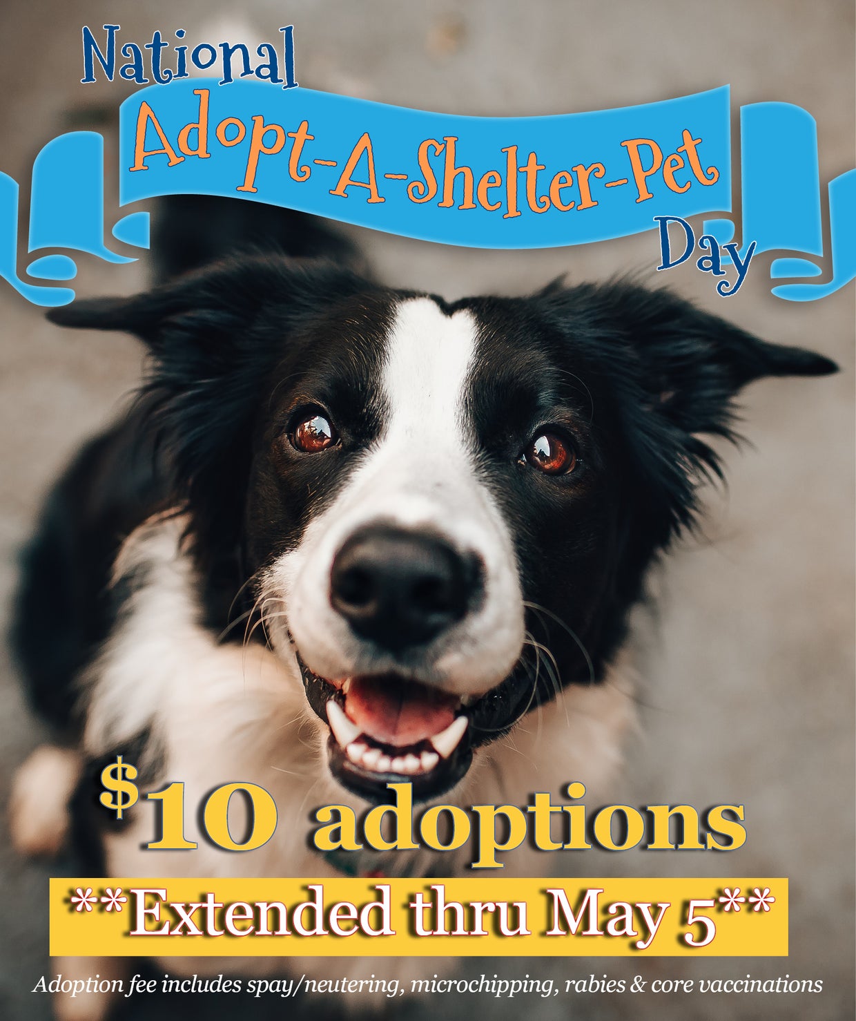 Fort Worth Animal Shelter Now At Capacity; Offering 10 Adoptions CBS