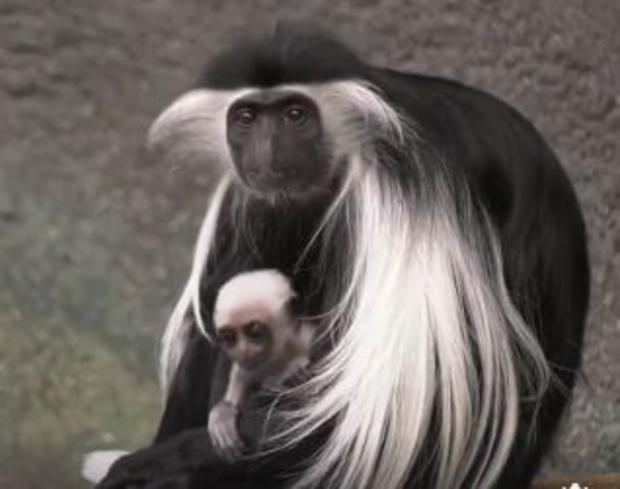 Colobus Monkey Born At Brookfield Zoo 