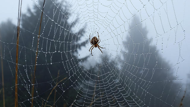 spiderandweb.jpg 