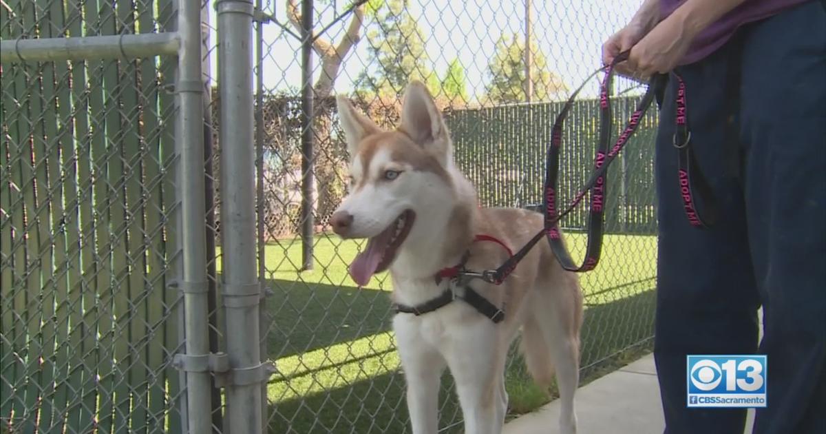 Animal Shelters Seeing Influx Of Huskies And German Shepherds Blame ...