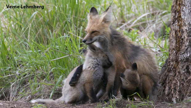 fox-vixen-and-kits-verne-lehmberg-620.jpg 