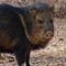 Nature: Javelinas