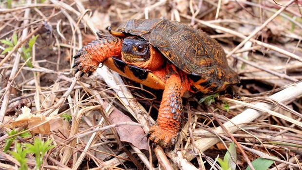 wood turtle 