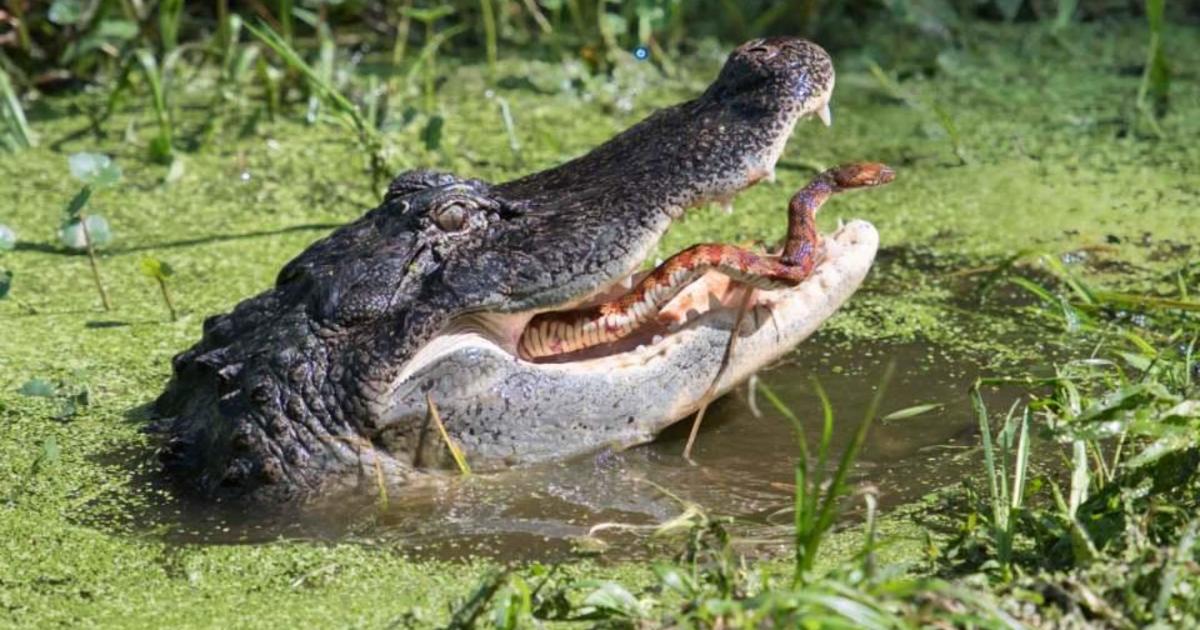 Alligator Eating Snake Dramatic Photos Show Snake Trying To Escape 