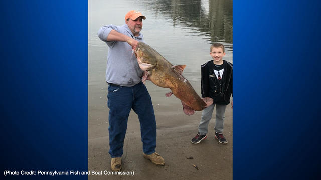 We Thought It Might Be A Mermaid': Lancaster Co. Man's Catfish Catch Sets  State Record - CBS Pittsburgh