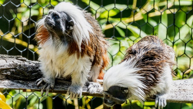 cotton-top-tamarin-sized.jpg 