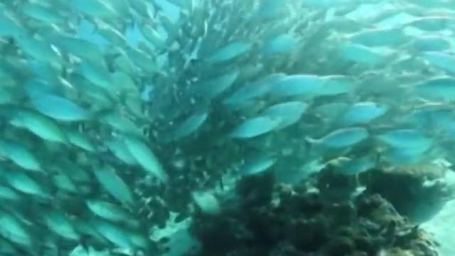 Three companies testing fish alternatives