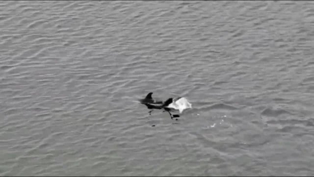 dolphin2.jpg 