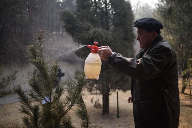 TOPSHOT-NKOREA-LIFESTYLE-TREE 