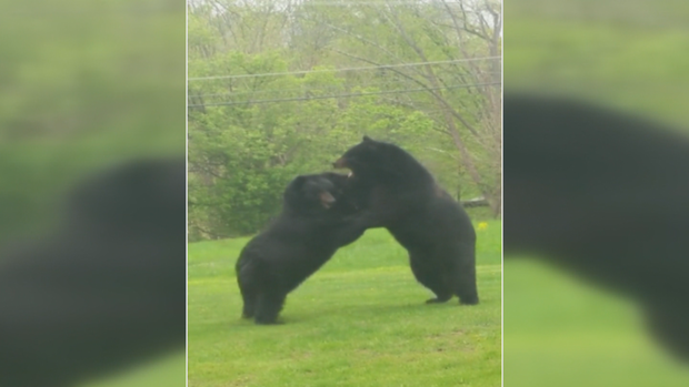 new jersey bears fighting 