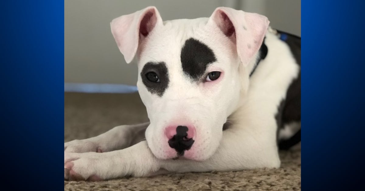 Man Charged With Animal Cruelty After Puppy Suffered Multiple Broken