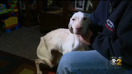 malnourished-dog.jpg 