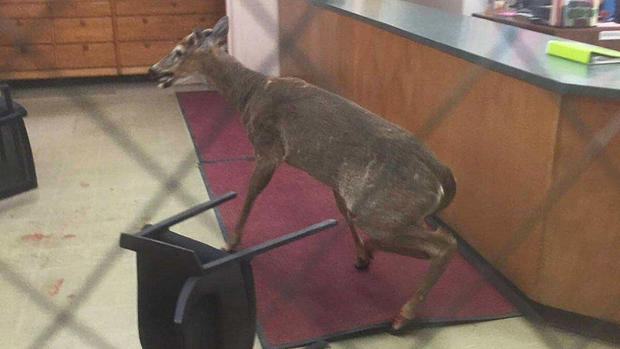 High school deer 