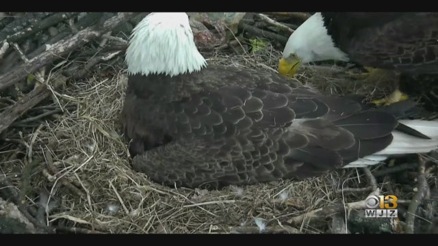 0512eagles.jpg 