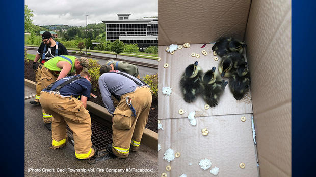 southpointe duckling rescue 
