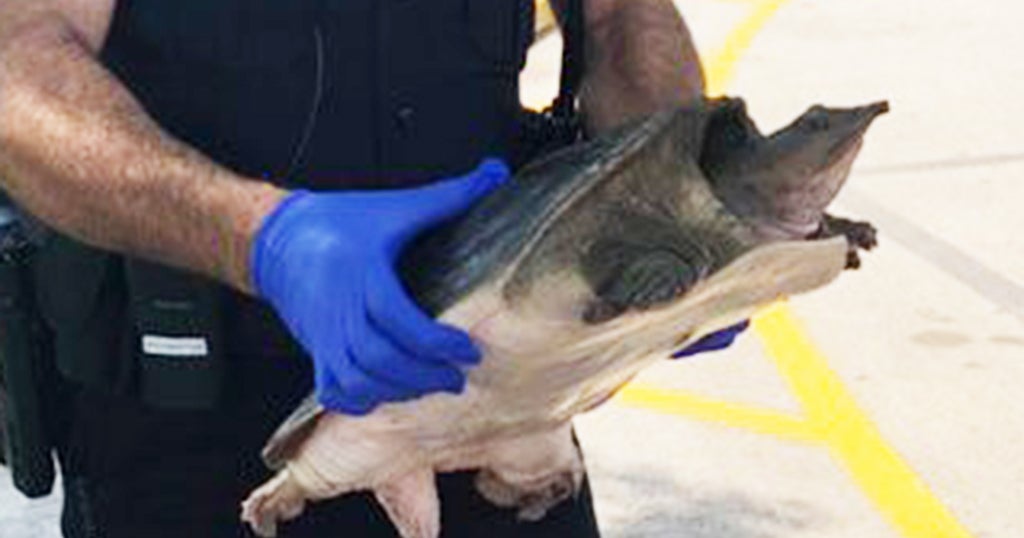 How Did The Softshell Turtle Cross The Street? Pines PD To The Rescue ...
