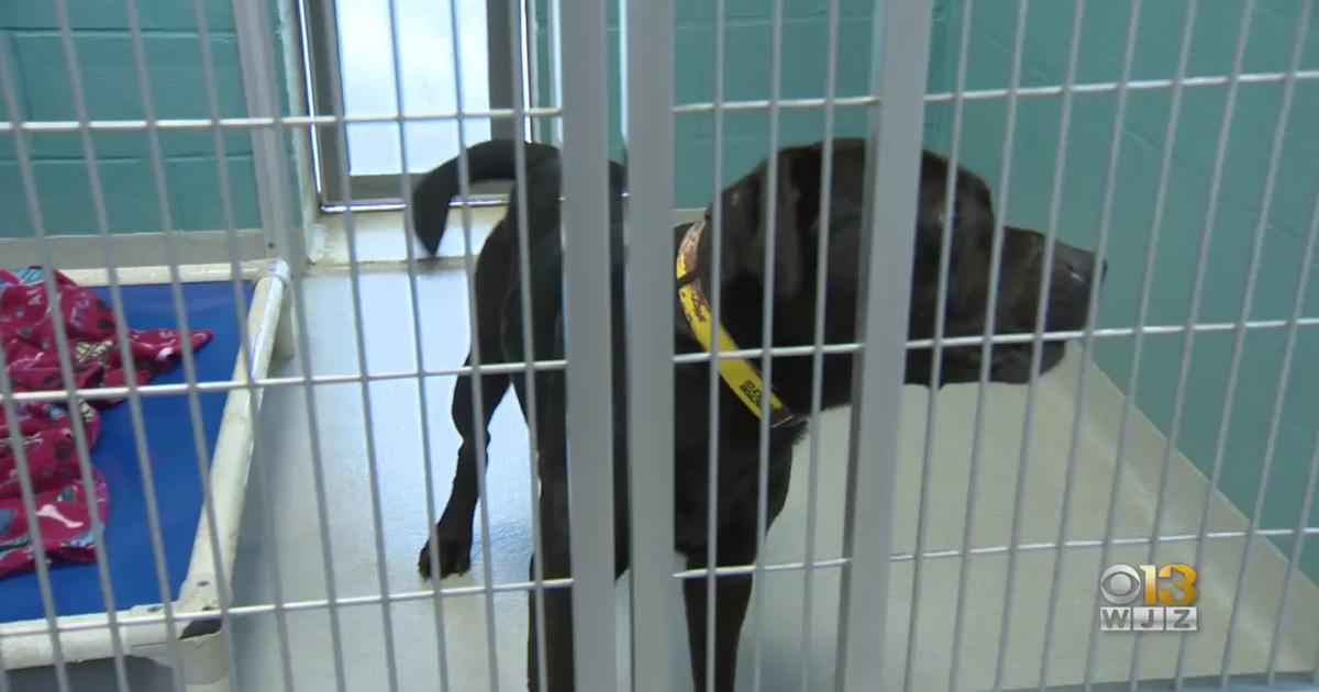 Humane Society Of Harford County At Full Capacity, Offering $25 ...