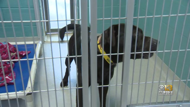 0513harfordcountydogs.jpg 