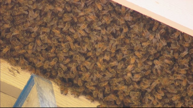 bee-hive-removal-lu5_frame_1373.jpg 