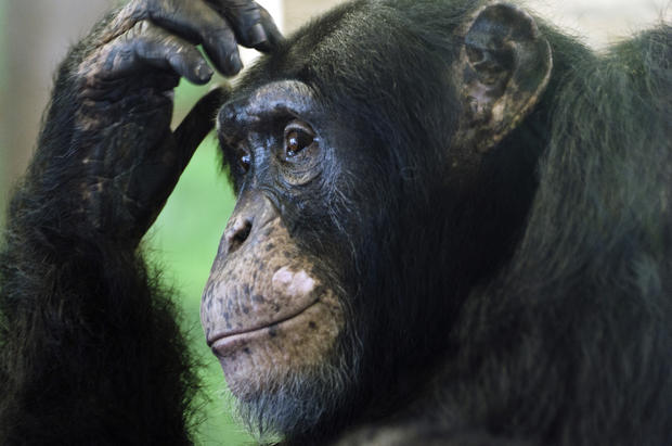 alex-the-chimpanzee-photo-by-potawatomi-zoo.jpg 