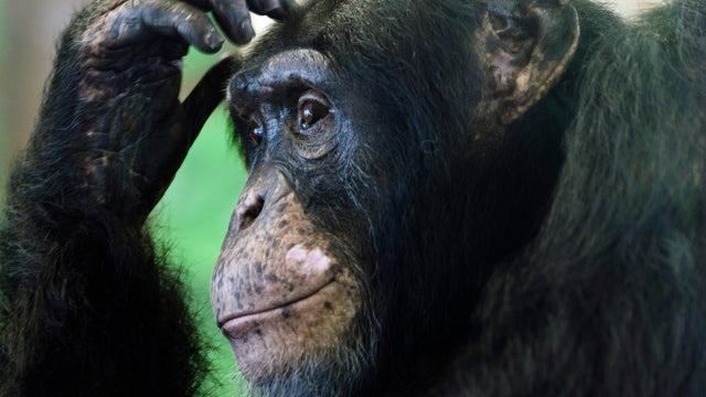 alex-the-chimpanzee-photo-by-potawatomi-zoo.jpg 