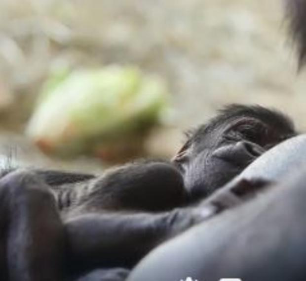 Gorilla Baby Born At Lincoln Park Zoo 