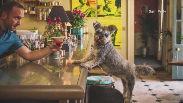 dog-at-bar.jpg 