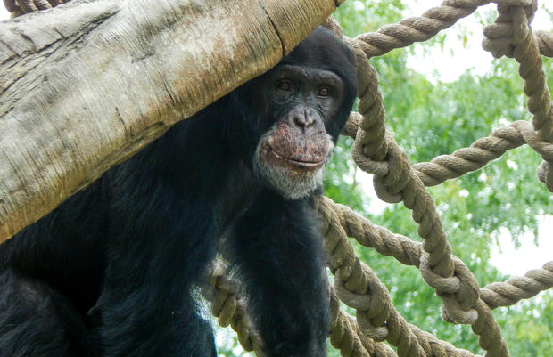 alex-the-chimpanzee-photo-by-potawatomi-zoo-2.jpg 